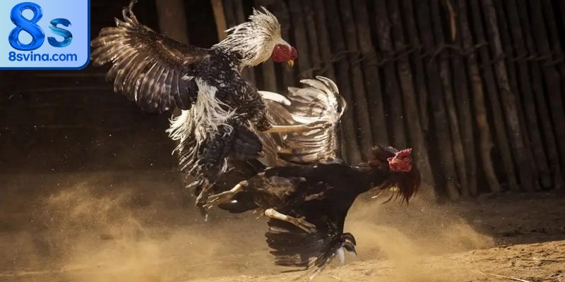 Giới thiệu hình thức đá gà bình luận viên