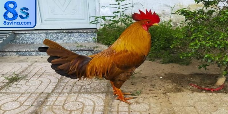 Để đánh giá chính xác, cần xem xét màu sắc chi tiết