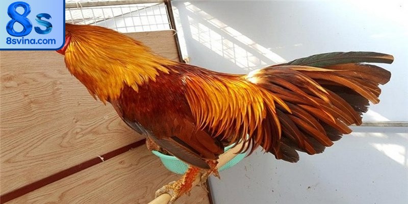 Về phong cách chiến đấu, chiến kê này thường được đánh giá khá nhanh nhẹn